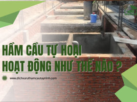Hầm Cầu Tự Hoại Hoạt Động Như Thế Nào? - Khoa Học Vi Sinh Vật [Đơn Giản Hóa]