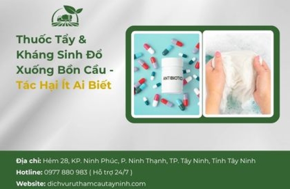 Thuốc Tẩy & Kháng Sinh Đổ Xuống Bồn Cầu — Tác Hại Ít Ai Biết