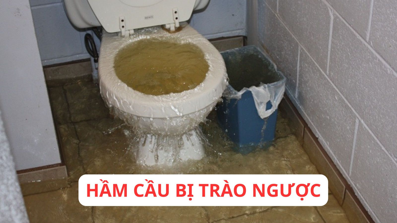 Hầm cầu bị trào ngược